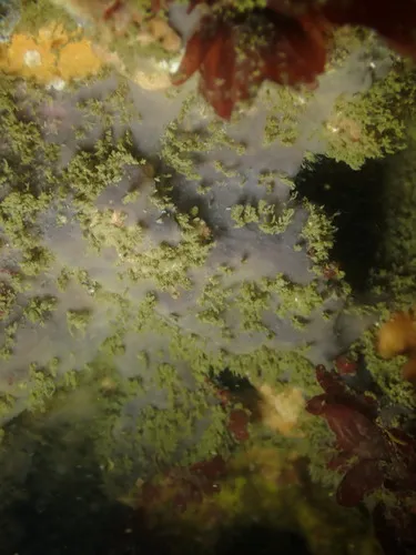Hymedesmia arndti
