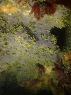 Hymedesmia arndti thumbnail 1