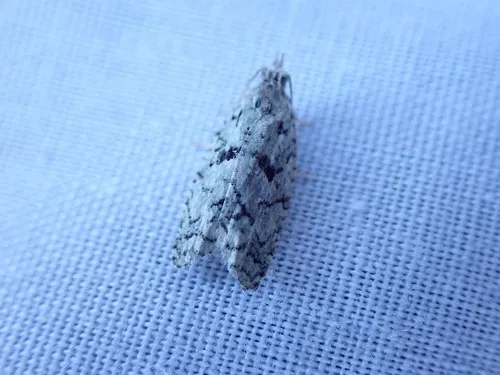 Epinotia hopkinsana