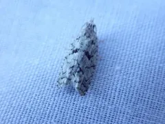Epinotia hopkinsana thumbnail 1
