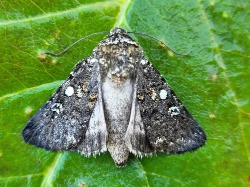 Sympistis viriditincta