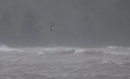 Trindade Petrel