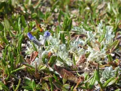 Oxytropis bryophila thumbnail 3