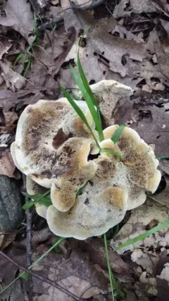 Hydnellum cristatum thumbnail 1