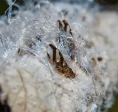 Blackberry Psyllid thumbnail 2