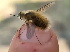 Anastoechus barbatus thumbnail 3