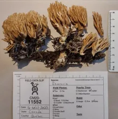 Phaeoclavulina eumorpha thumbnail 4