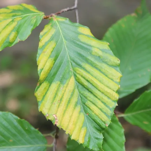 Beech Leaf Disease