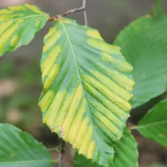 Beech Leaf Disease thumbnail 1