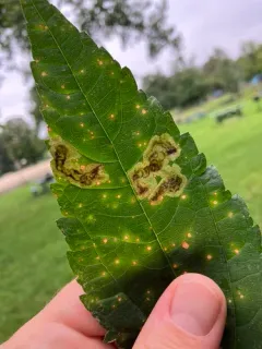 Calycomyza vogelmanni thumbnail 2