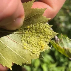 Four-spotted Hawthorn Aphid thumbnail 1