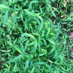 Japanese stiltgrass thumbnail 3