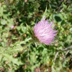 Peck's Thistle thumbnail 3
