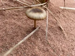 Psathyrella arenulina thumbnail 3