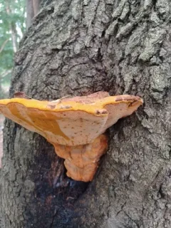 Orange Polypore thumbnail 3