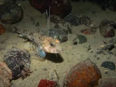 Spotfin Sculpin thumbnail 4
