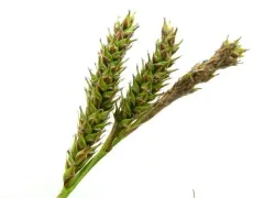 Olney's hairy sedge thumbnail 2