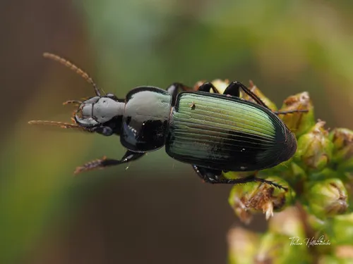 Harpalus amputatus