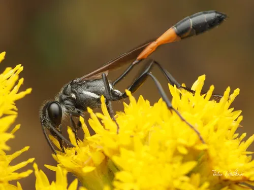 Ammophila azteca
