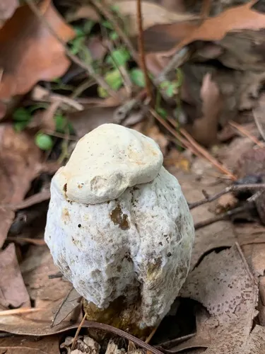 Hypomyces chlorinus