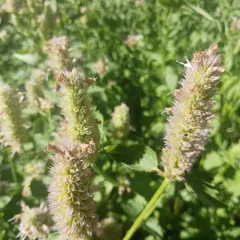 nettle-leaf giant hyssop thumbnail 4