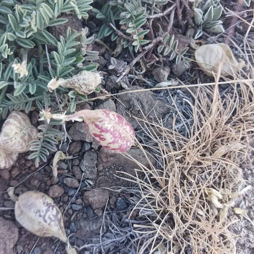 balloon milkvetch