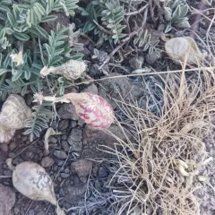 balloon milkvetch thumbnail 1