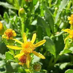 Fremont's Ragwort thumbnail 3