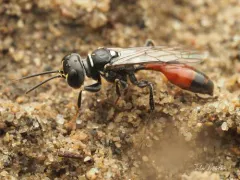 Mellinus abdominalis thumbnail 1