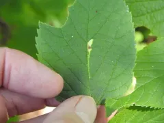 Phyllonorycter celtisella thumbnail 4