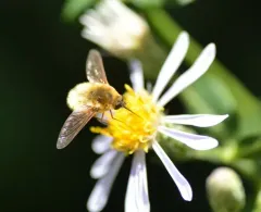 grasshopper bee fly thumbnail 4