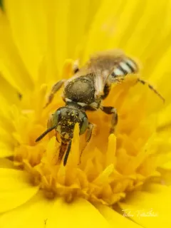 Bruner's Fairy Bee thumbnail 2