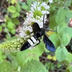 Double-banded Scoliid Wasp thumbnail 2