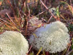 Cladonia pseudoevansii thumbnail 1