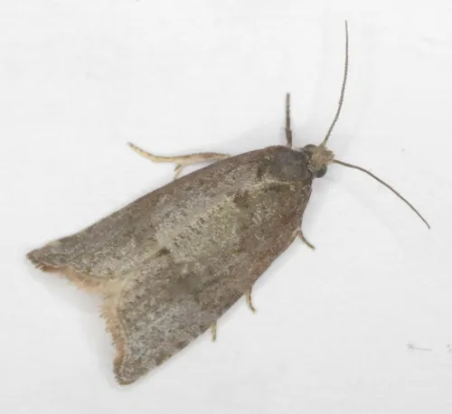 Gypsonoma nebulosana