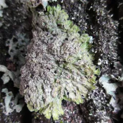 Bottlebrush Frost Lichen thumbnail 3