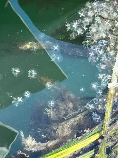 Halimedusa typus thumbnail 1