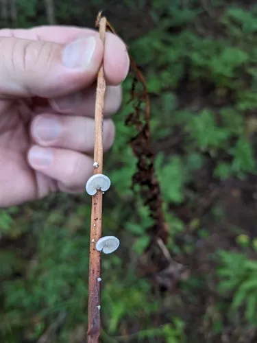 Crepidotus fusisporus