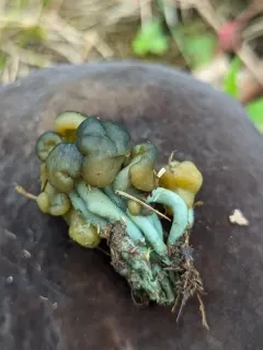 Leotia atrovirens thumbnail 4