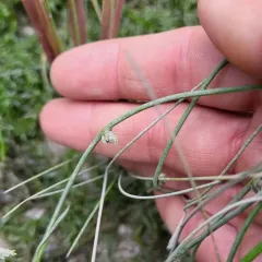 Smith's Bulrush thumbnail 3