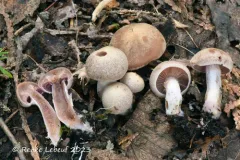 Cortinarius vagabundus thumbnail 1