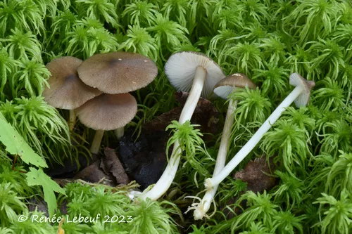 Entoloma lagenicystis