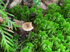 Entoloma cuspidiferum thumbnail 3