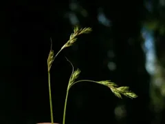 weakly veined sedge thumbnail 2