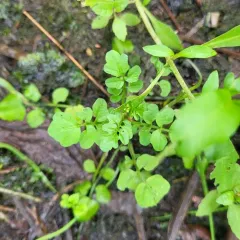 Pennsylvania Bittercress thumbnail 3