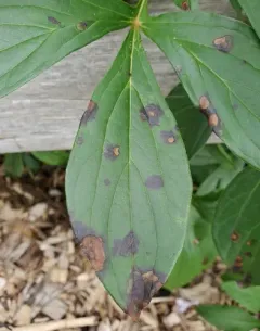 Peony Red Spot thumbnail 4