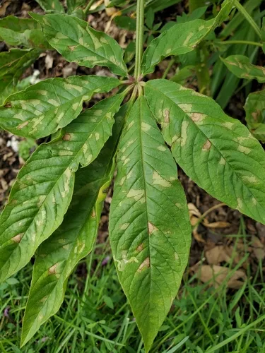 Hyaloperonospora daughtreyae