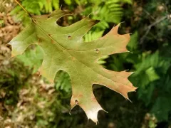 Oak Wilt thumbnail 2