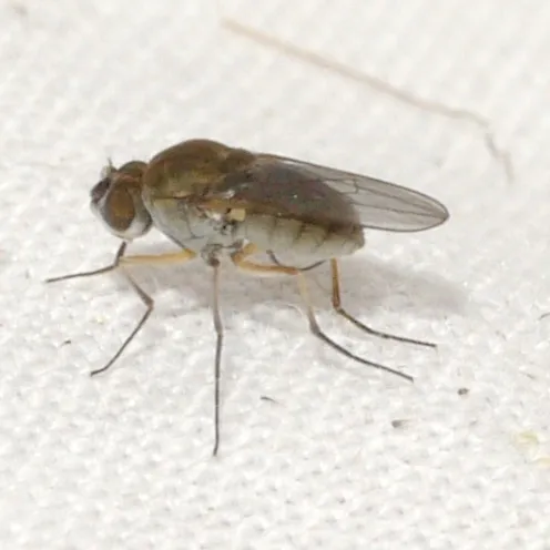 Brachydeutera longipes
