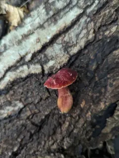 Red Gyroporus thumbnail 2